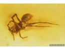 Rare Aquatic Larva Marsh Beetle and Spider Araneae. Fossil inclusions in Baltic amber #8928