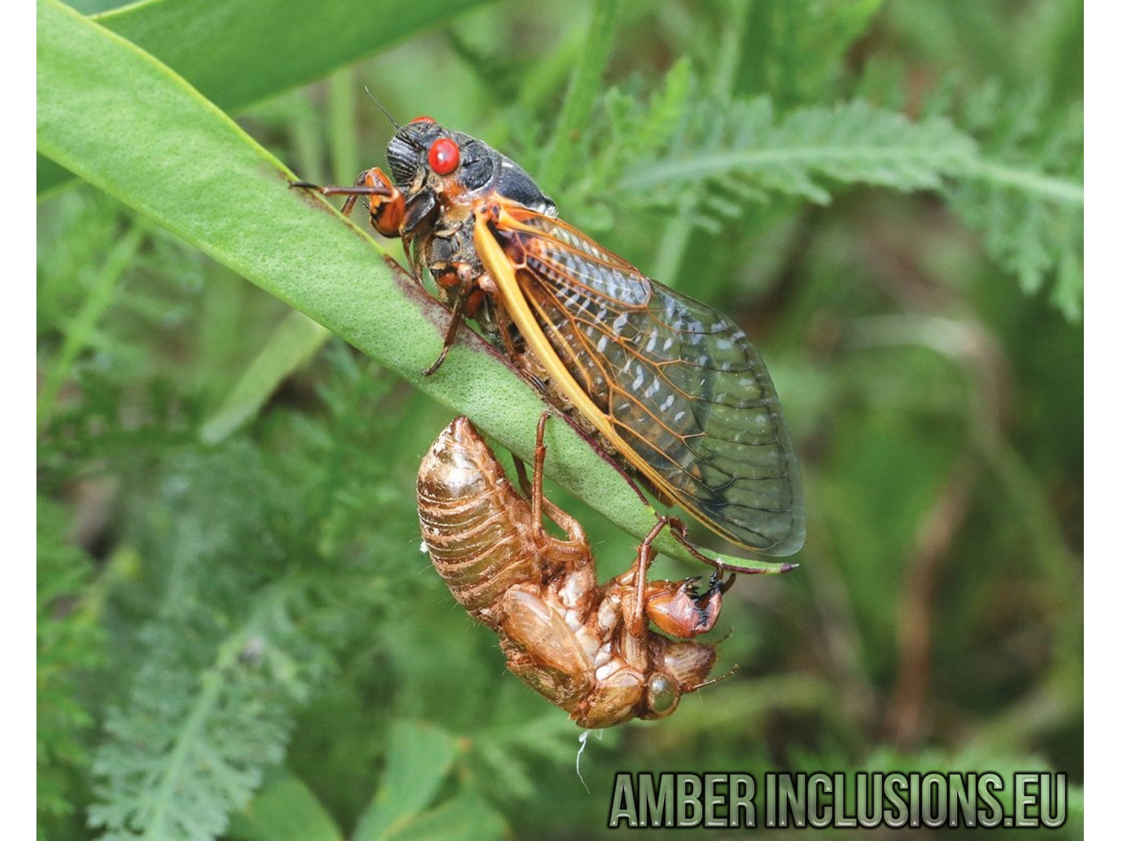 Extremely Rare Big 14 mm! Cicada Tettigarctidae. First example! in ...
