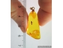 Genuine Baltic amber golden 14k pendant with fossil insect - Nice Ant  #g090_007