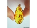 Genuine Baltic amber golden 14k pendant with fossil insect- Caddisfly Thichoptera #g220_022